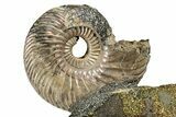 Iridescent, Pyritized Ammonite (Quenstedticeras) Fossil Display #344270-1